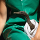 A volunteer gets ready to feed one of rescued Cape cormorant chicks.